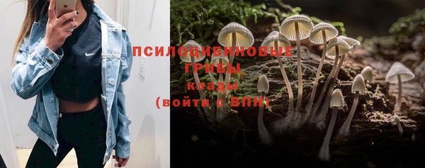 ПСИЛОЦИБИНОВЫЕ ГРИБЫ Алзамай